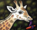 giraffe eating a carrot at Taronga Zoo limited edition fine art print Reg Mombassa Store 